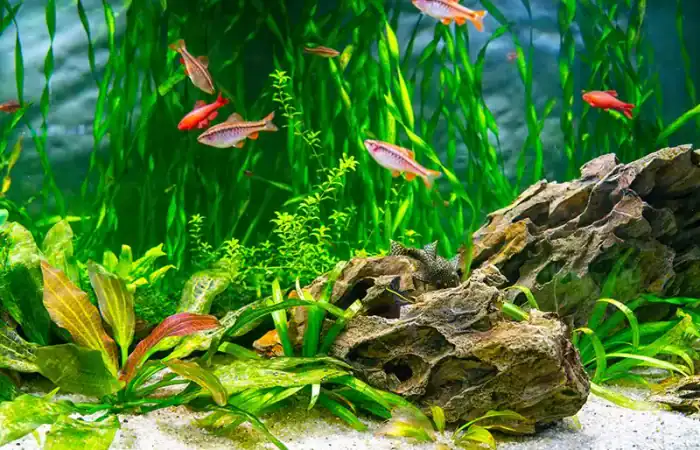 Aquarium fertilization calculator