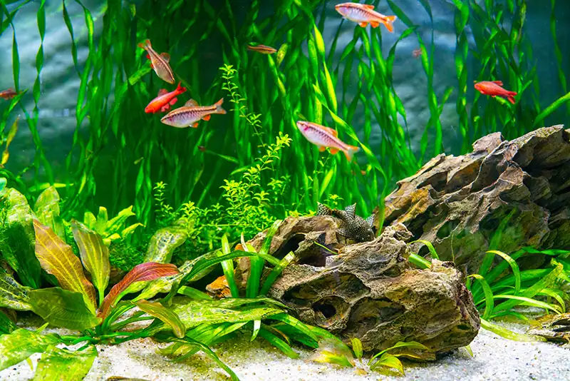 Healthy planted aquarium with vibrant aquatic plants and fish, optimized with NPK fertilization